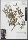 Foto von Salix alba L.